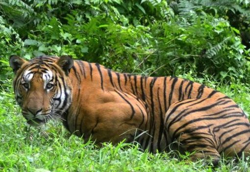 India adalah rumah bagi 60% harimau di dunia. (Foto: AFP/BBC News)