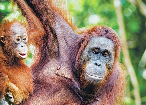 Ibukota baru akan dibangun di pulau Kalimantan, di mana Taman Nasional Kutai berada dan dikenal karena hutan hujannya dan populasi orangutan dan primata lainnya. (Foto: Shutterstock/Arab News)