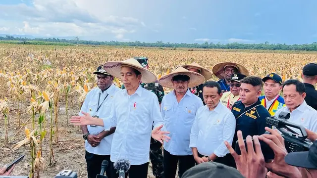 Presiden Joko Widodo atau Jokowi meninjau langsung ladang jagung yang ada di kawasan food estate, Desa Wambes, Kecamatan Mannem, Kabupaten Keerom, Provinsi Papua, Kamis (6/7/2023).